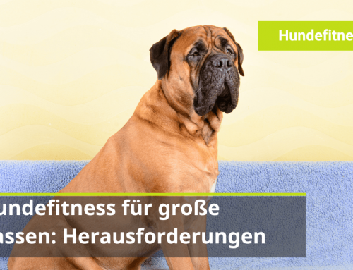 Hundefitness für große Rassen: Die besonderen Herausforderungen 