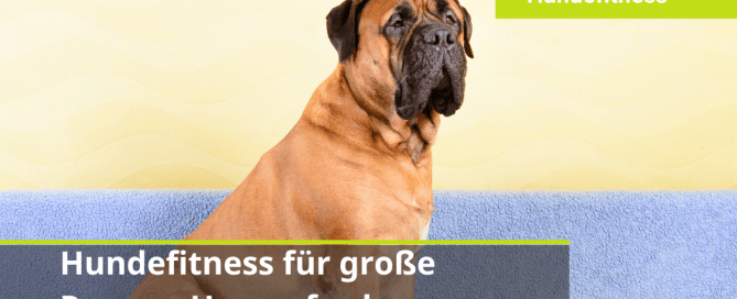 Hundefitness für große Rassen