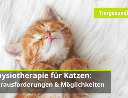 Physiotherapie für Katzen: Herausforderungen und Möglichkeiten