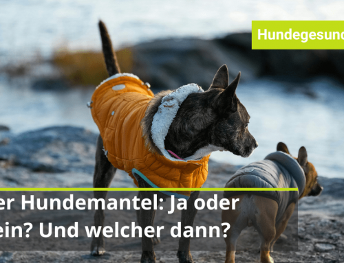 Der Hundemantel: Ja oder nein? Und welcher?