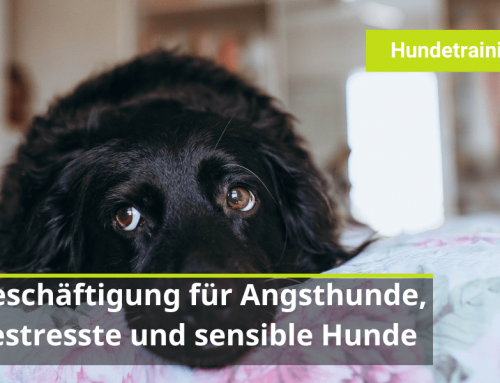Beschäftigung für Angsthunde sowie gestresste und sensible Hunde