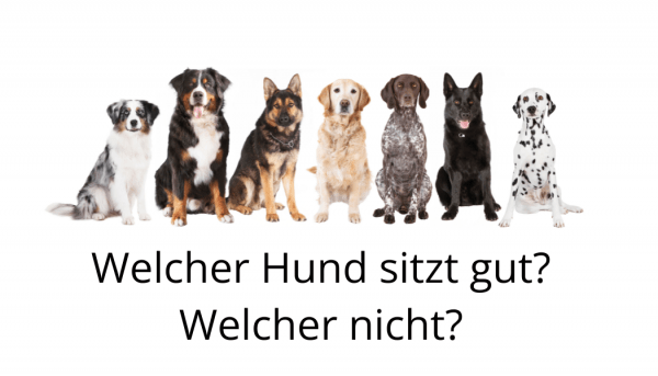 Wie bringe ich meinen Hund Sitz bei? Und worauf achte ich?