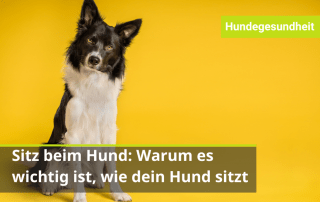 Hund Sitz beibringen