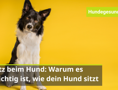 Sitz beim Hund: Warum es wichtig ist, wie dein Hund sitzt