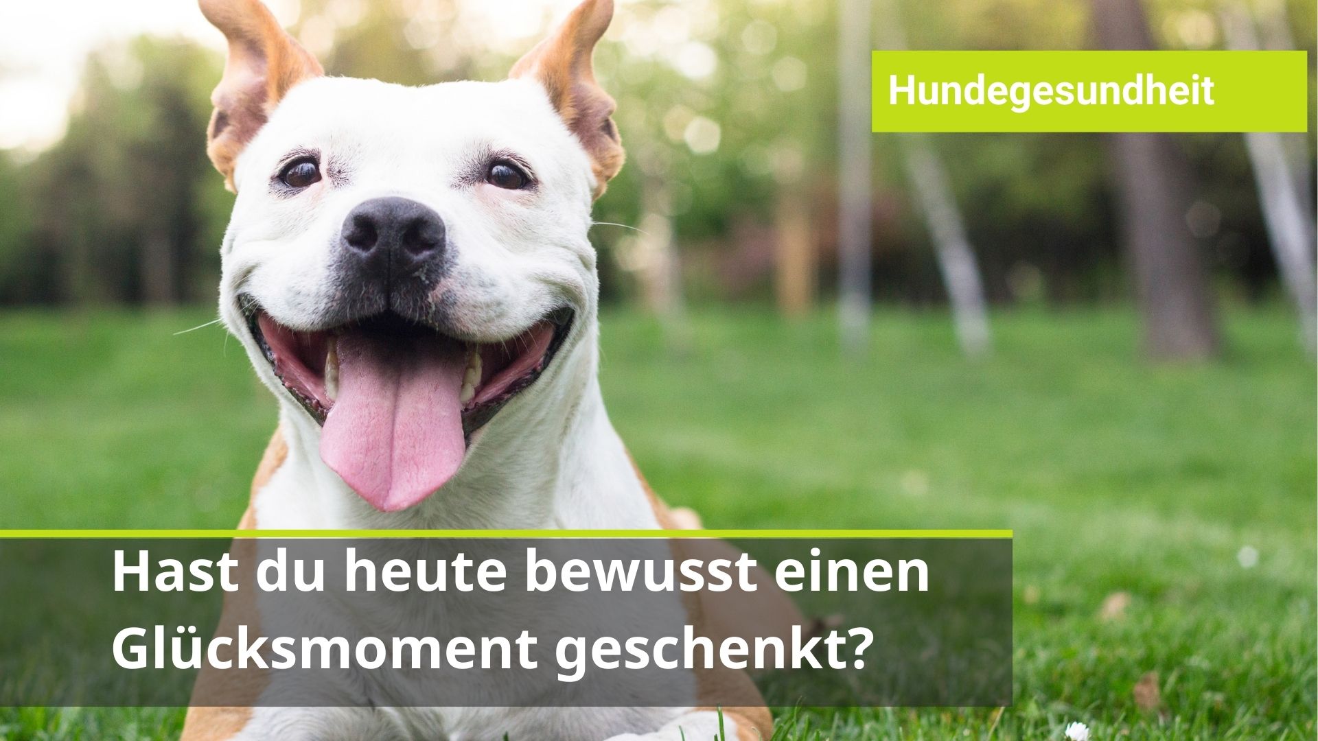 Achtsamer Umgang mit Hund