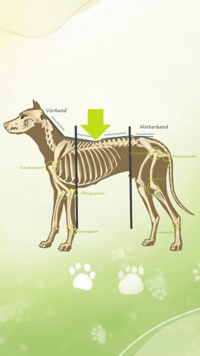 Probleme beim Hundegeschirr
