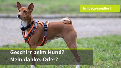 Lahmheit vorne durch Geschirr