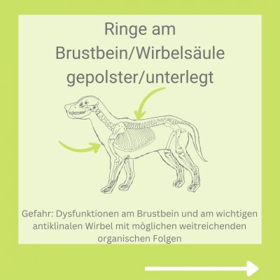 So sollte ein Geschirr beim Hund sitzen