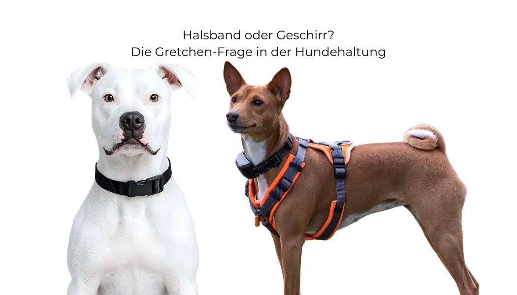 Halsband Oder Geschirr Beim Hund