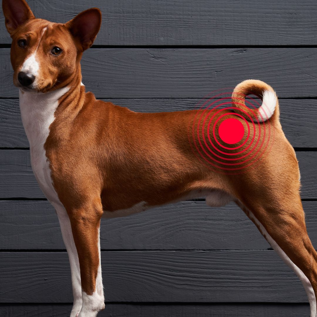 HD Hund Hilfe Behandlung