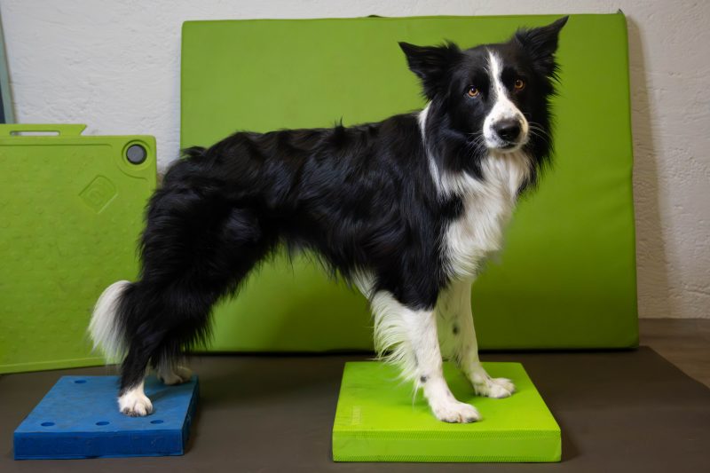 Hundefitnesstraining bei HD Hund