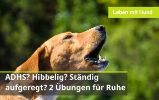 Unruhiger Hund Training