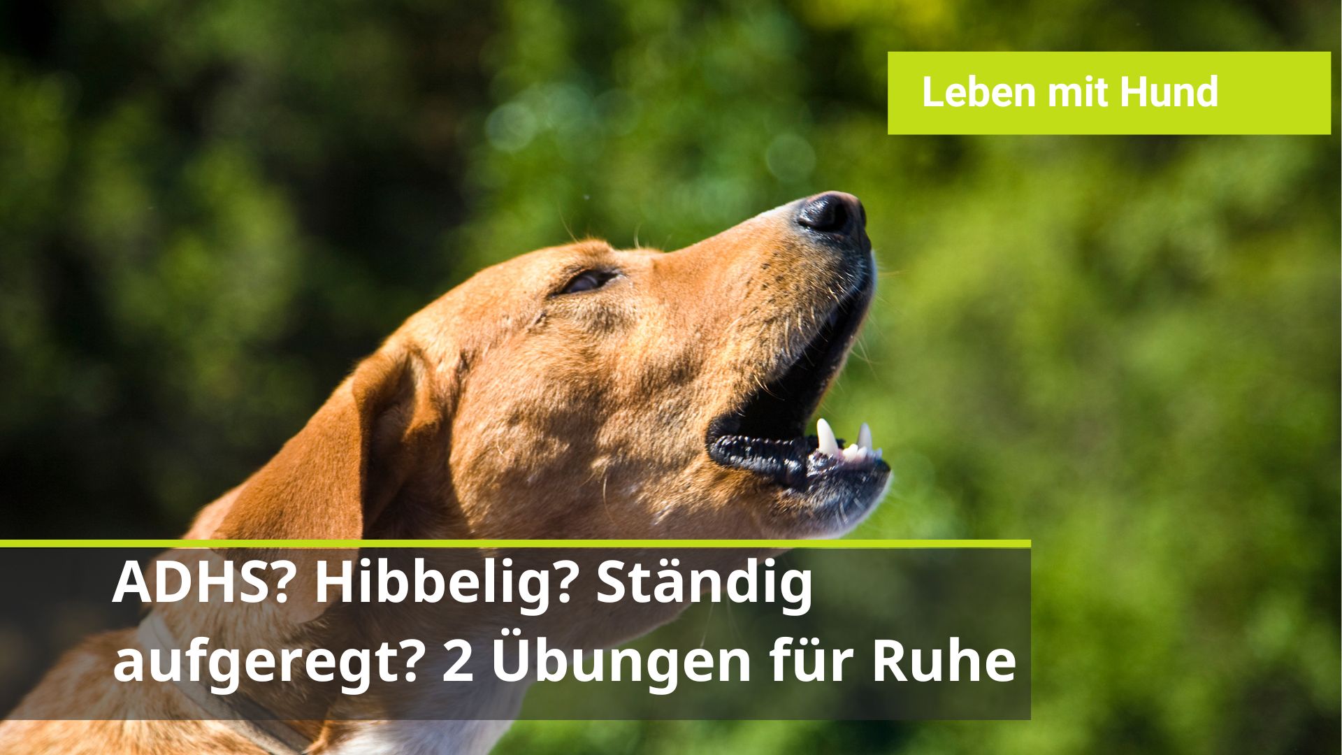 Unruhiger Hund Training
