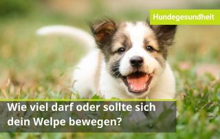 Wie viel Bewegung für einen Welpen? Und ab wann Treppensteigen?