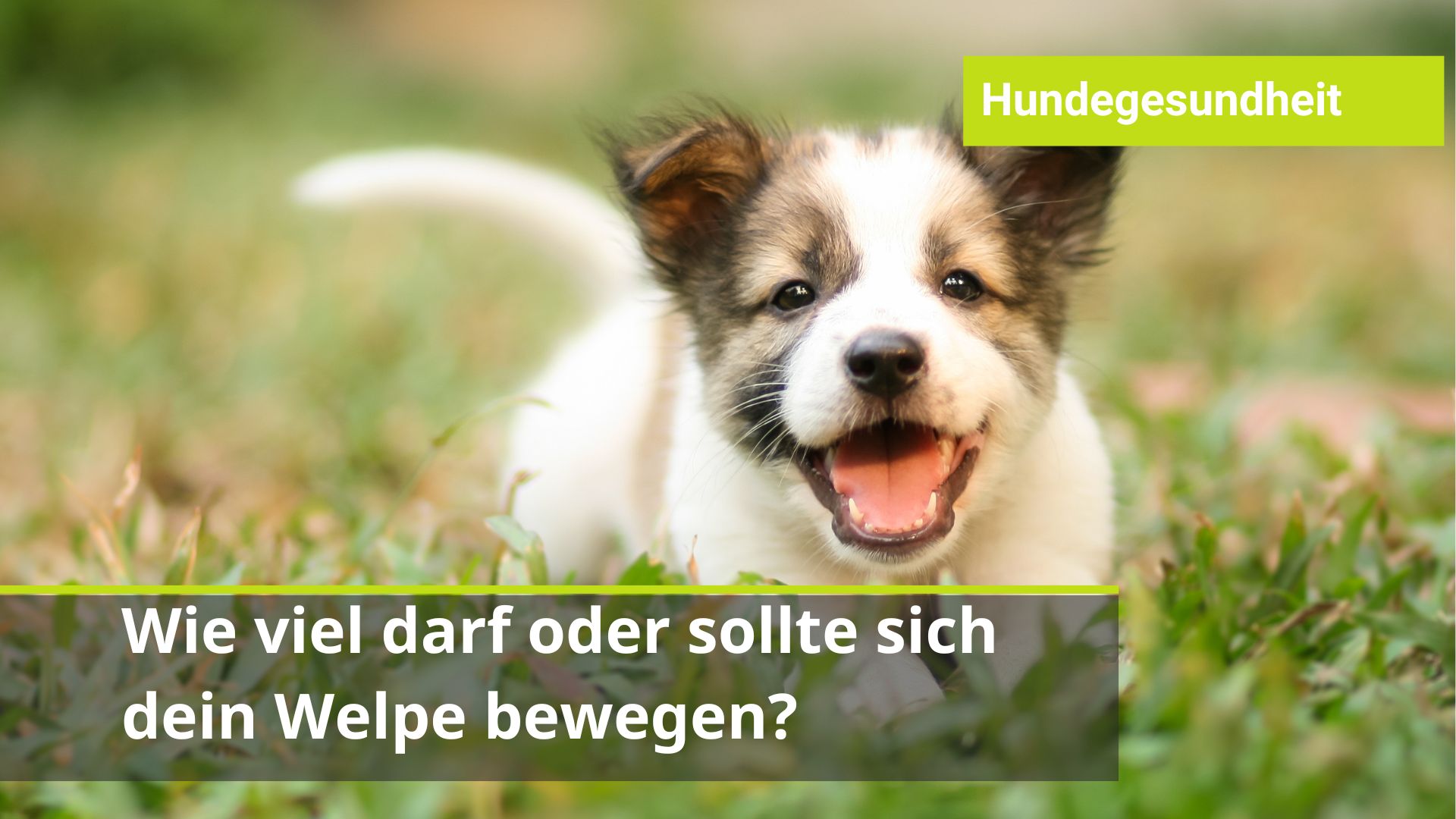 Wie viel Bewegung für einen Welpen? Und ab wann Treppensteigen?