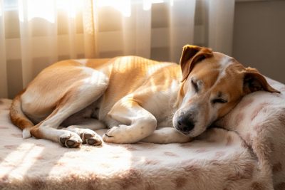 Ruhe-Übung für Hund