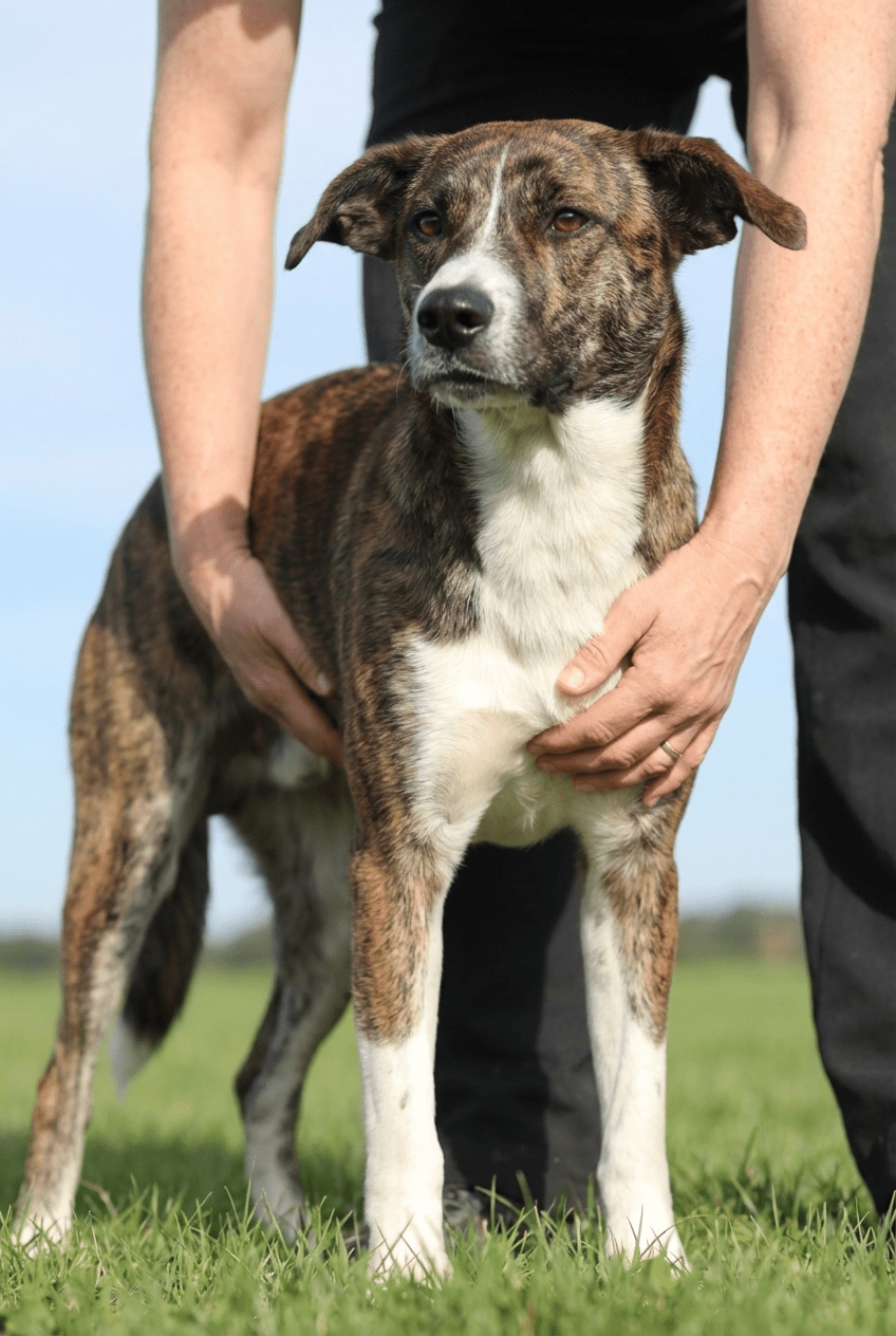 Körperbau Hund beurteilen