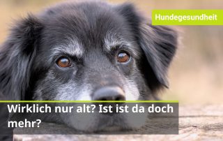 Was sind die Anzeichen fürs Älterwerden beim Hund? Was ist noch normal? Was sind Schmerzen?