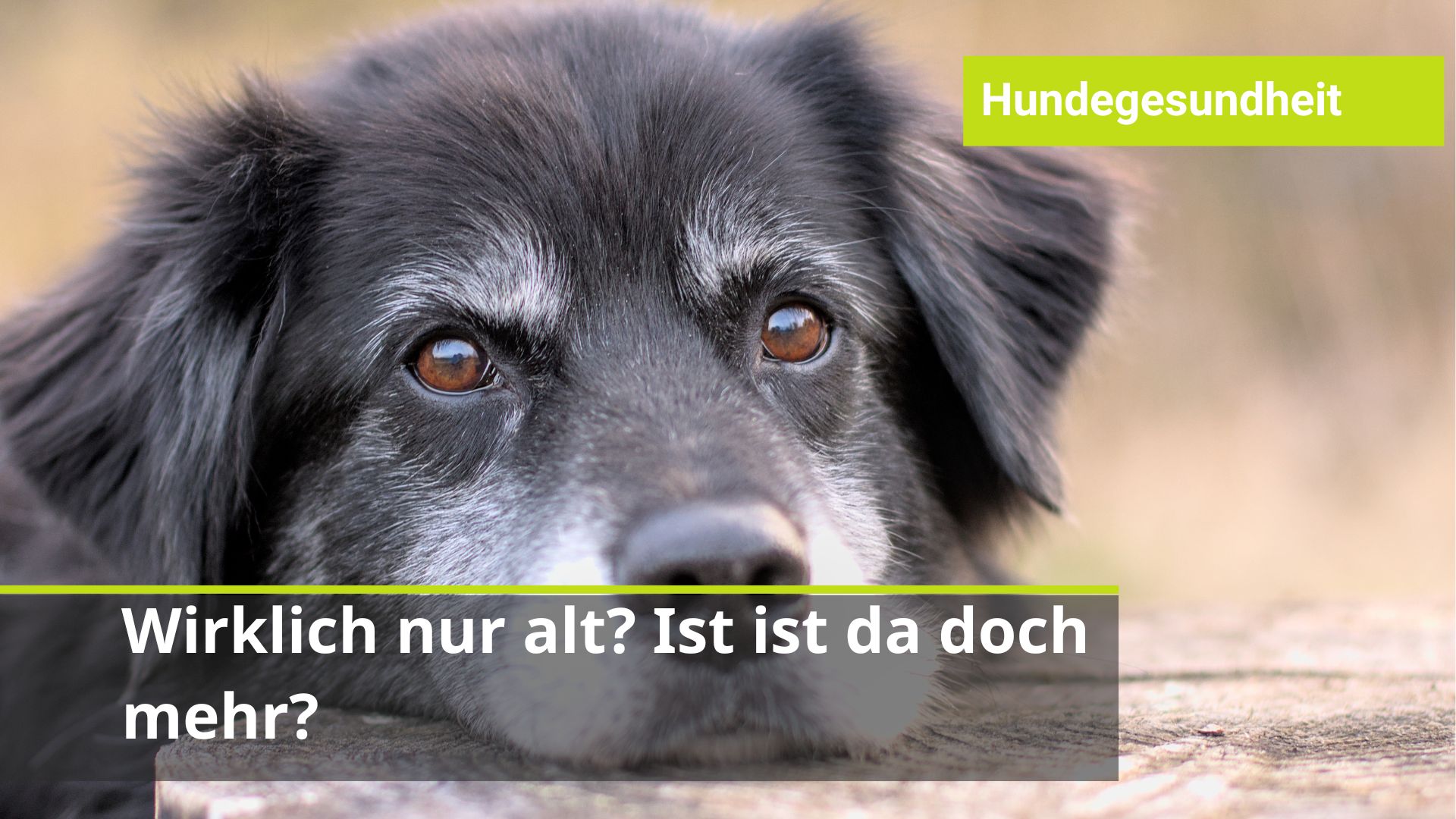 Was sind die Anzeichen fürs Älterwerden beim Hund? Was ist noch normal? Was sind Schmerzen?