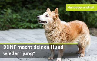 Alten Hund fit halten geht.