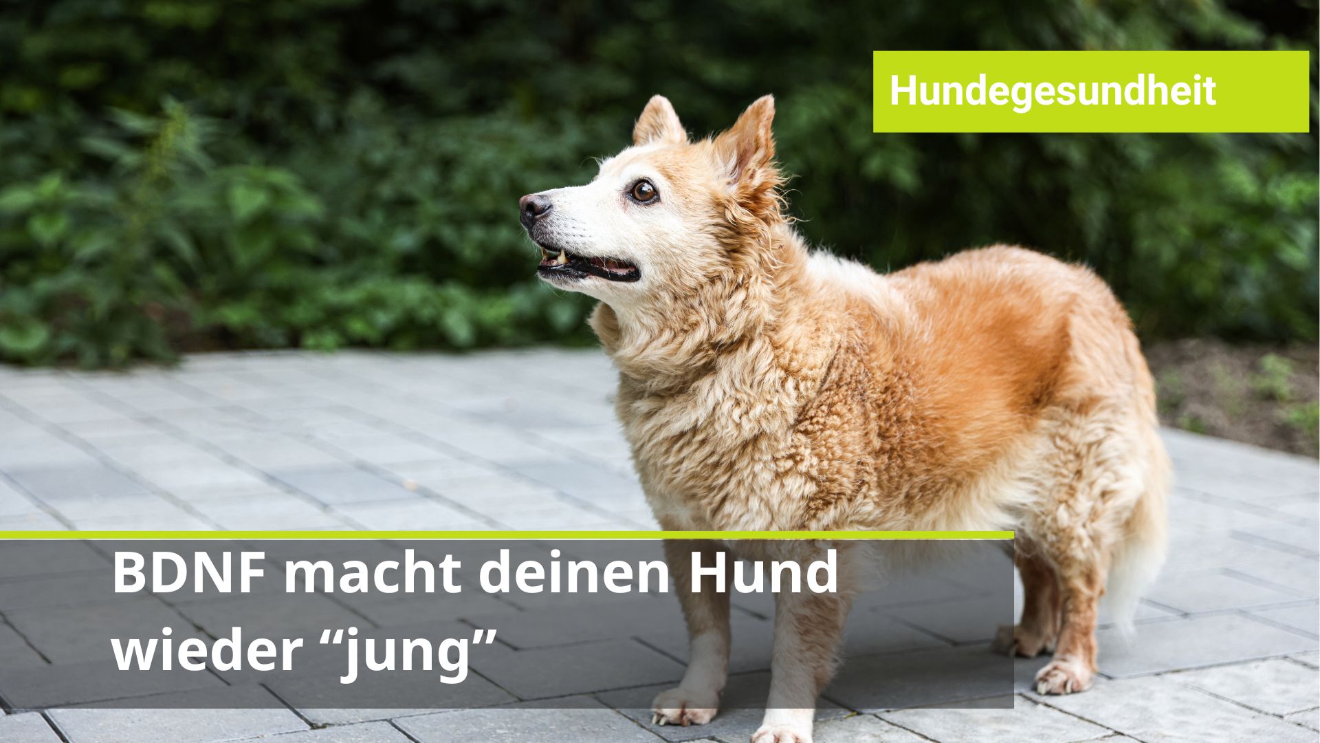 Alten Hund fit halten geht.