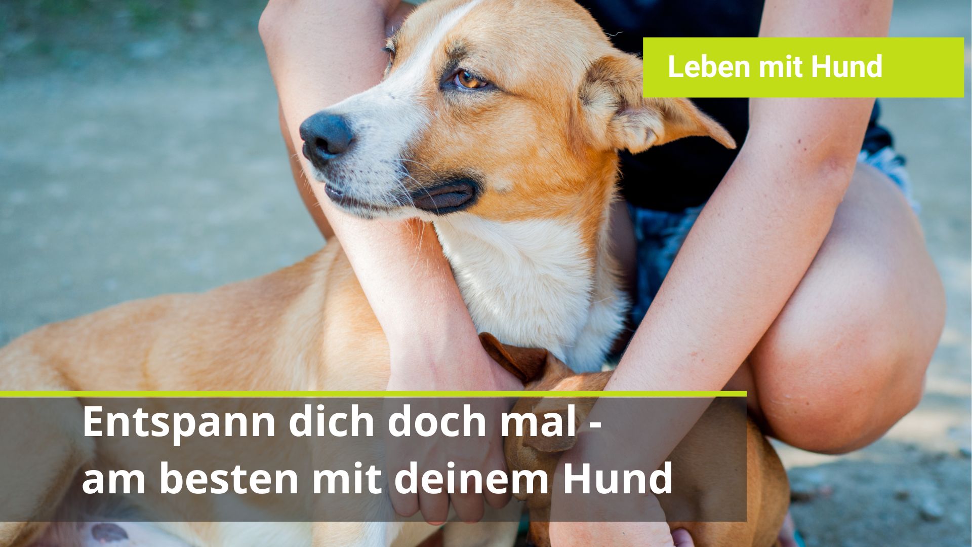 Unruhiger Hund Entspannung bzw. Entspannungsübung