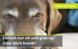 Hund verändert sich im Alter. Hund wird grantig im Alter