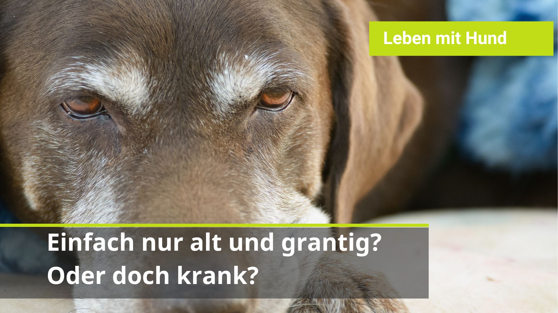 Hund verändert sich im Alter. Hund wird grantig im Alter