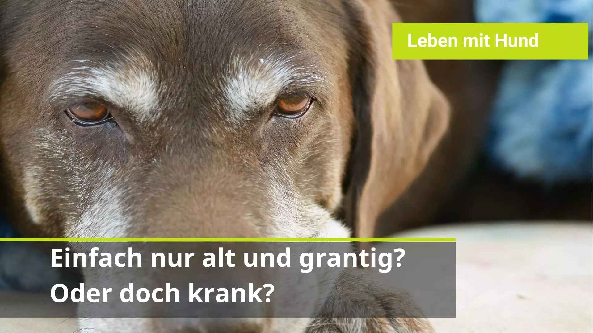 Hund verändert sich im Alter. Hund wird grantig im Alter