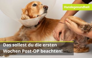 Was tun nach OP beim Hund?