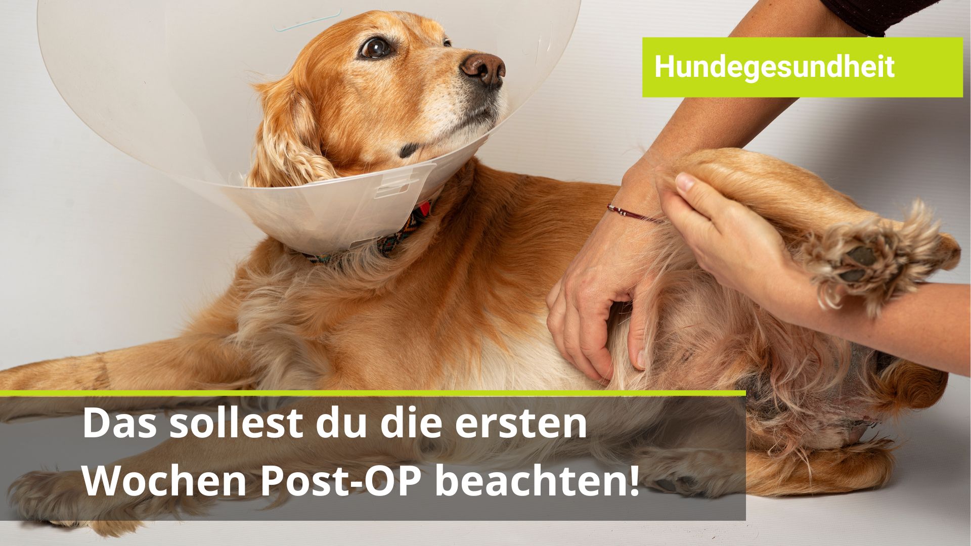 Was tun nach OP beim Hund?