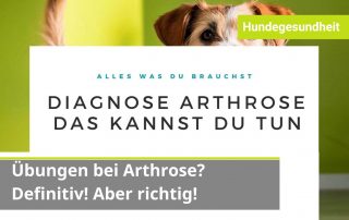 Fitness Hund Arthrose