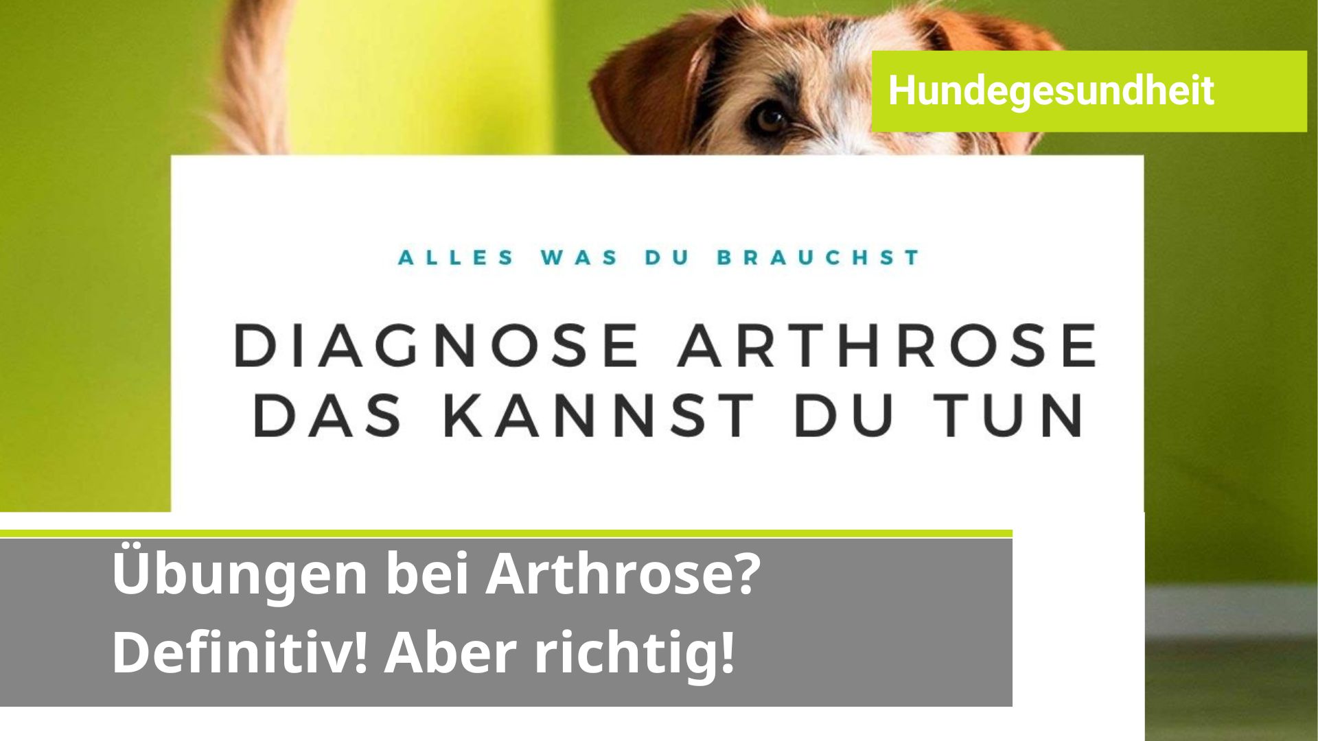 Fitness Hund Arthrose