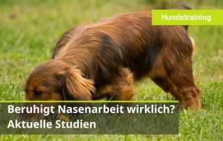 Wie wirkt denn nun Nasenarbeit bei Hund genau?