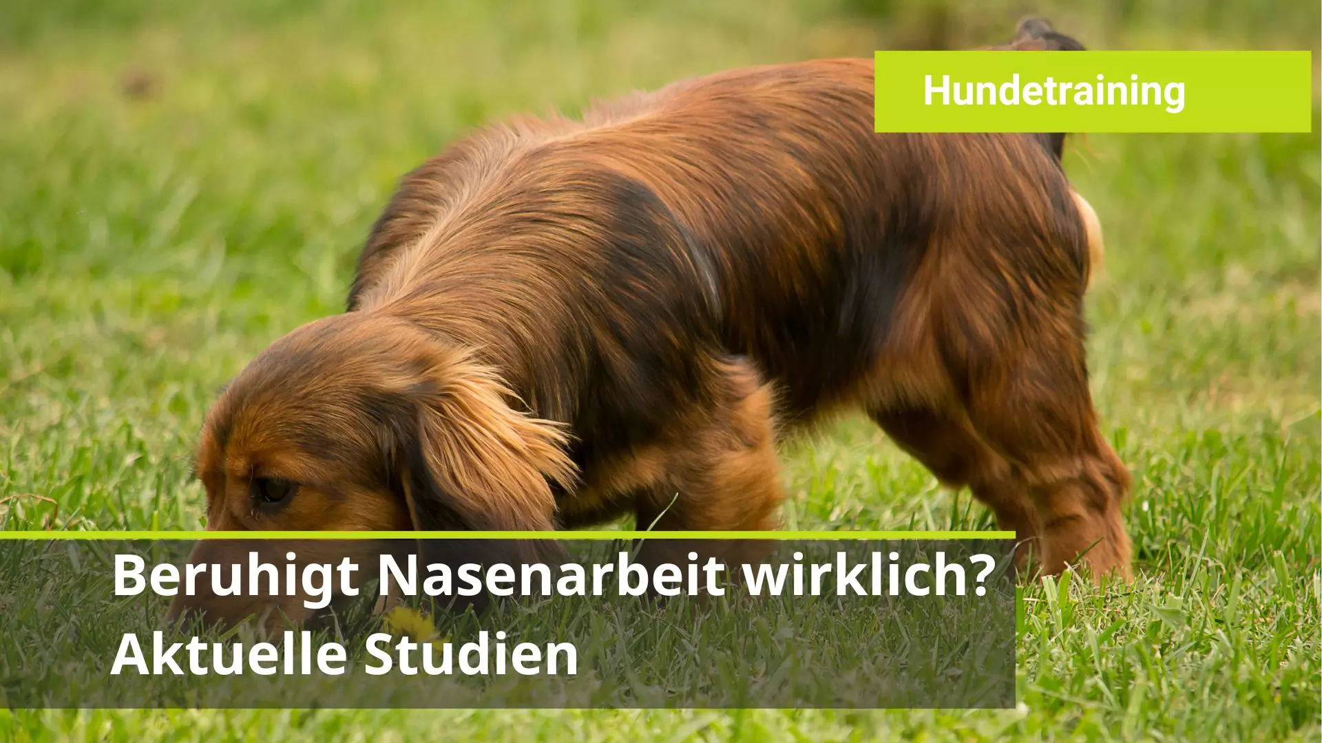Wie wirkt denn nun Nasenarbeit bei Hund genau?