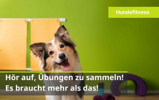 Es braucht mehr als eine Sammlung voller Fitnessübungen für deinen Hund
