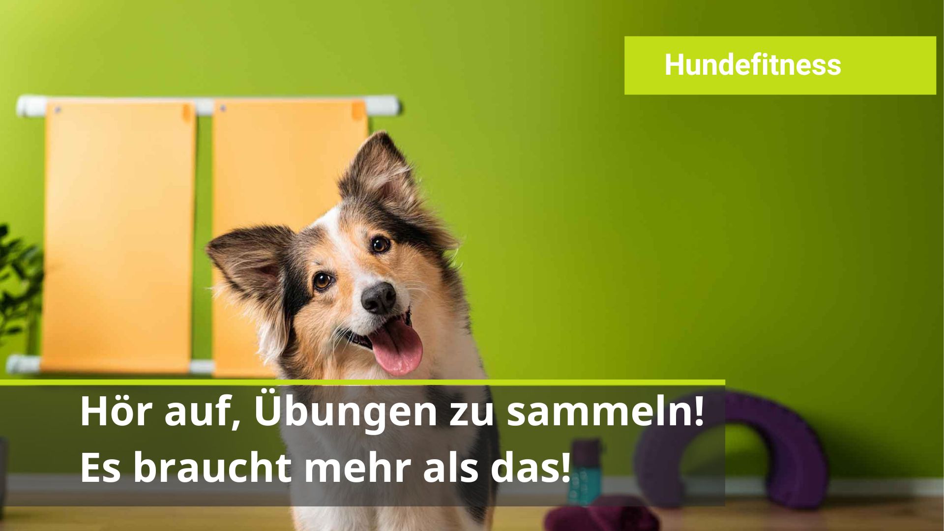 Es braucht mehr als eine Sammlung voller Fitnessübungen für deinen Hund