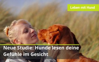Hunde erkennen menschliche Emotionen