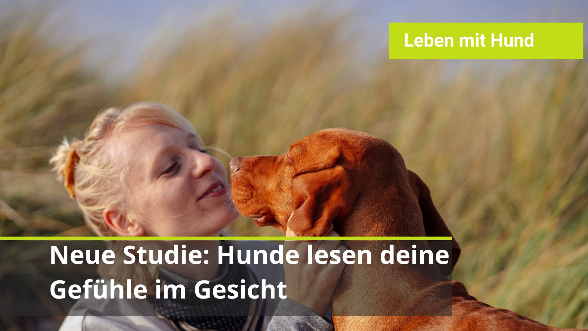 Hunde erkennen menschliche Emotionen