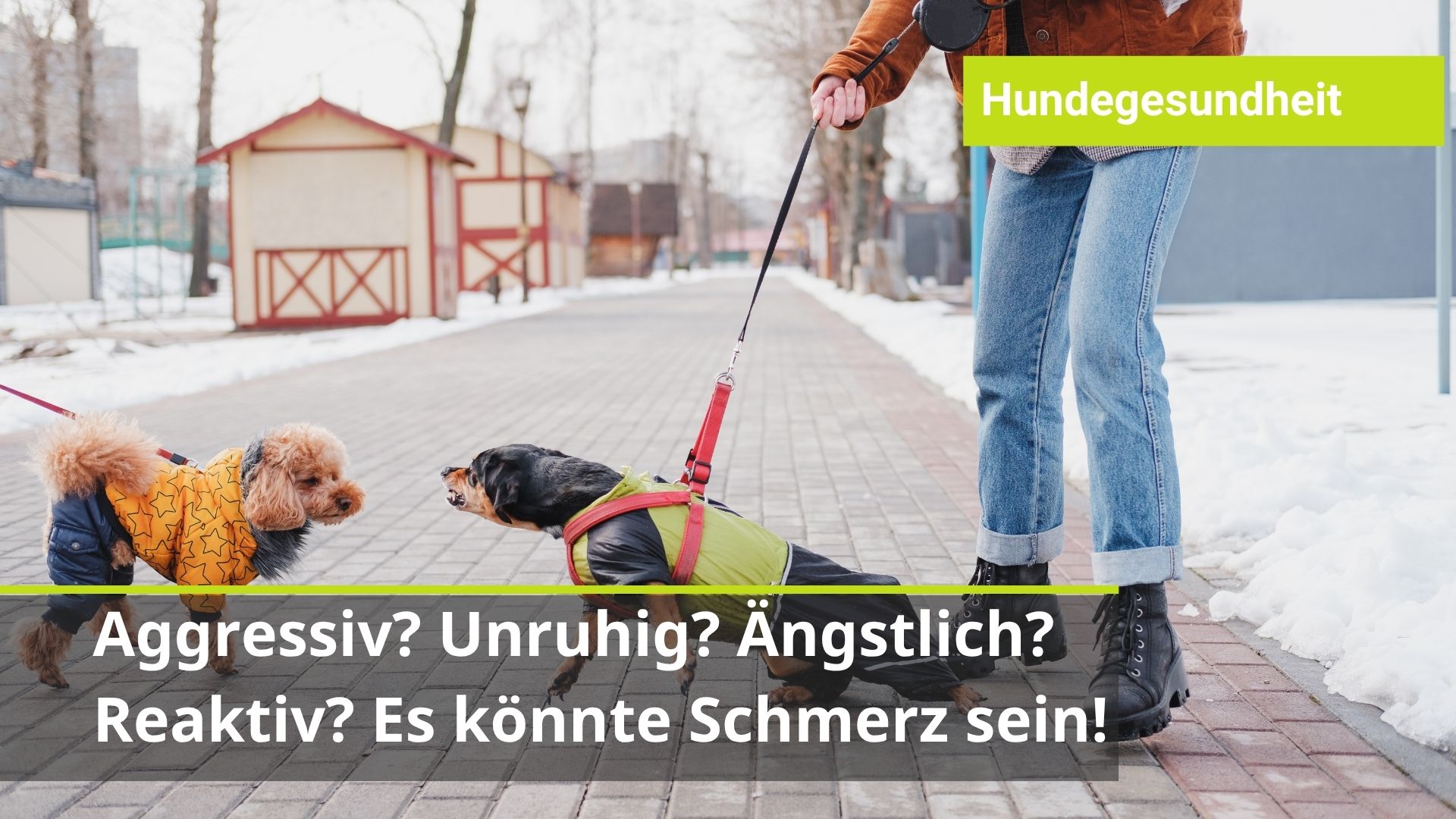 Hund rastet an der Leine aus, Hund bellt andere Hunde an, Hund ist aggressiv was tun