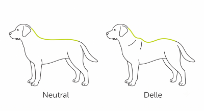 Übungen für einen schwachen Rücken beim Hund machen Sinn, zB. wenn dein Hund so eine Delle im Rücken hat.