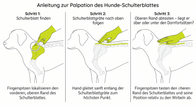 Test zur Delle im Rücken beim Hund