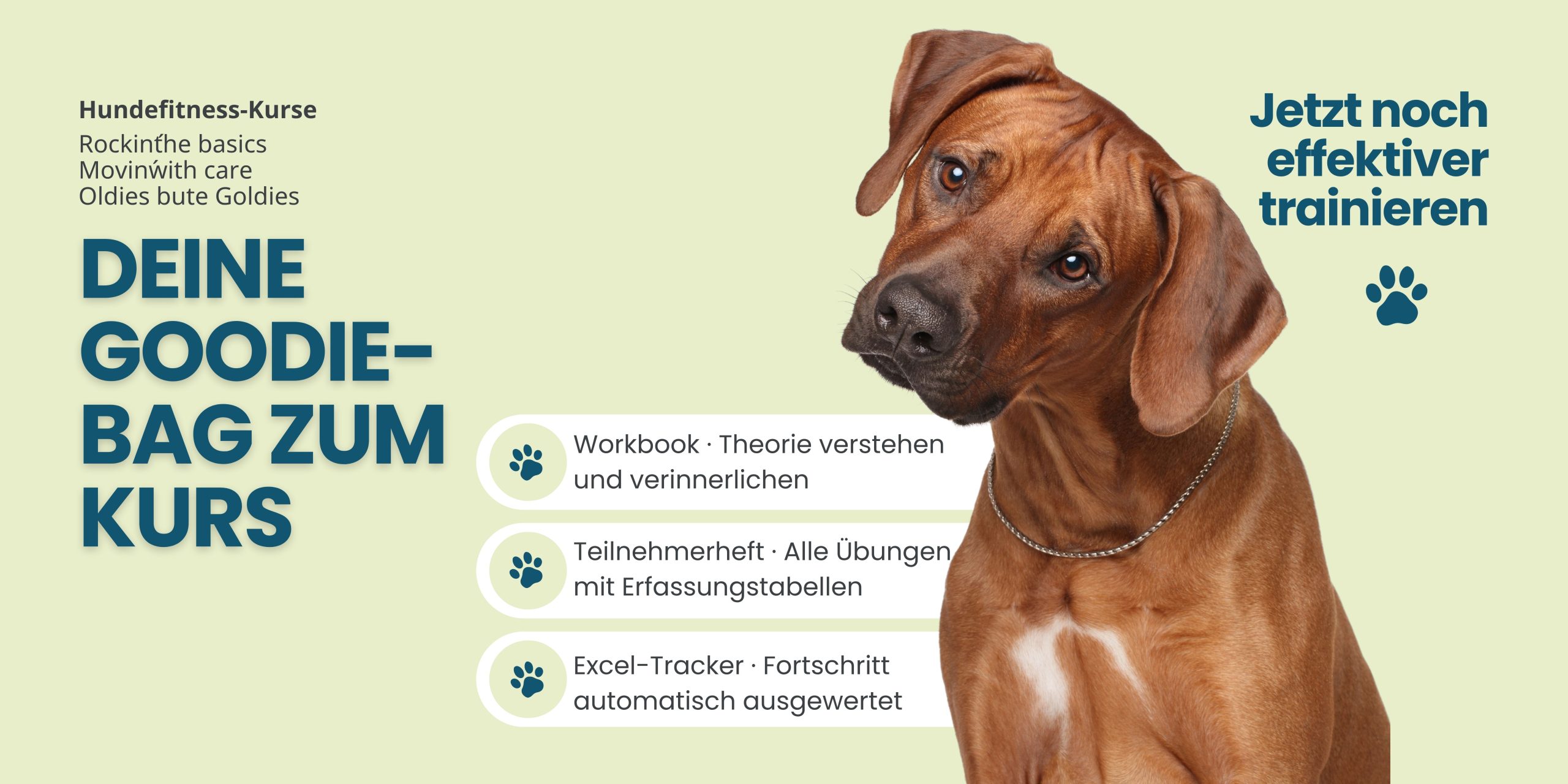 Hundefitness Übungen Anfänger Hunde Fitnessübungen