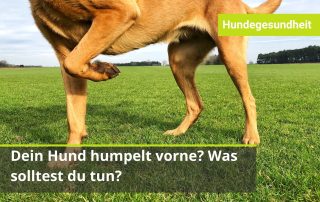 Hund lahmt vorne