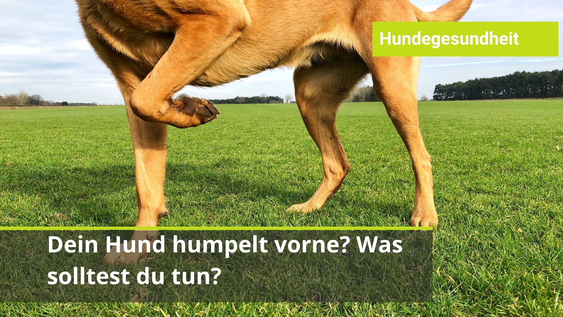 Hund lahmt vorne
