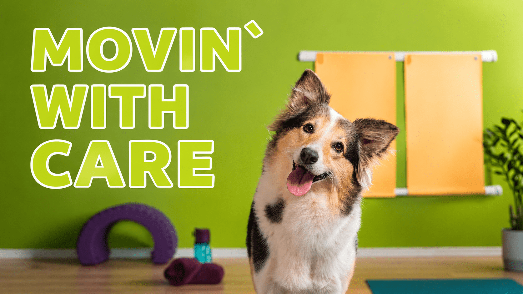 Movin´` with care: Dein Online-Fitness-Kurs für Hunde mit HD, ED, Spondylose, Arthrose