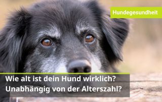 wie altern Hunde? wie kann man einen alternden Hund unterstützen?
