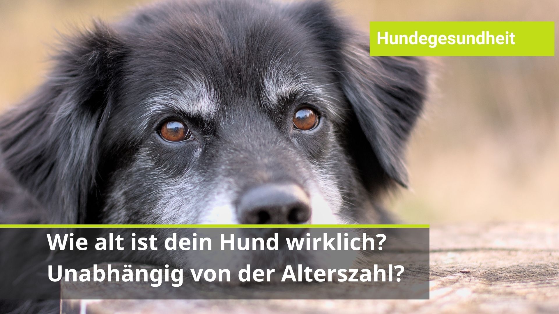 wie altern Hunde? wie kann man einen alternden Hund unterstützen?