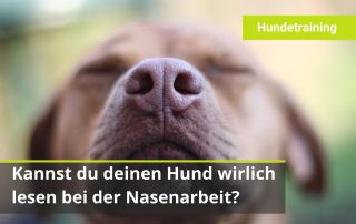 Anzeige Hund Nasenarbeit Sucharbeit