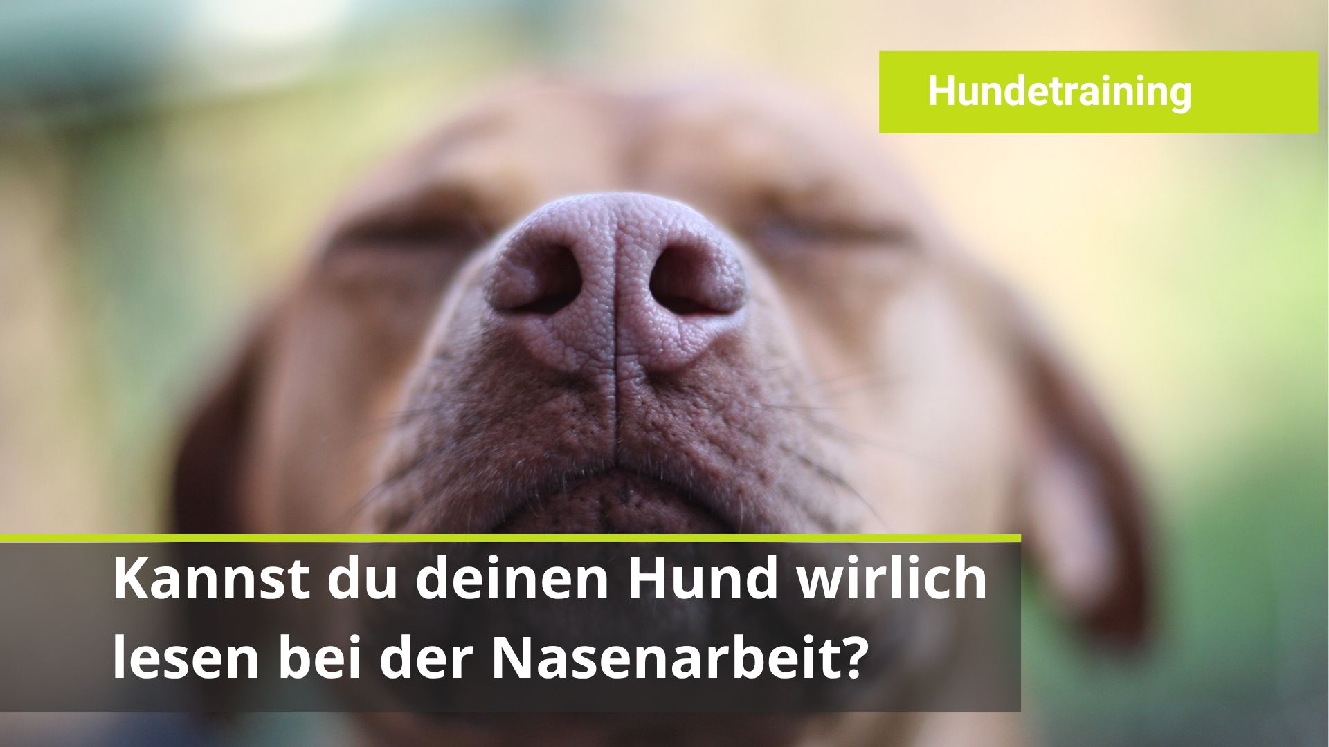 Anzeige Hund Nasenarbeit Sucharbeit